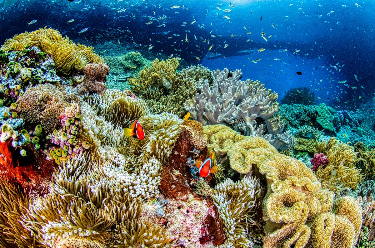 Scuba diver exploring coral reef in Komodo National Park, Indonesia